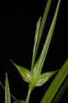 Greater bladder sedge